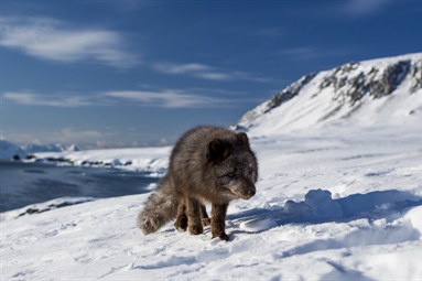 Dispersal movement of a COAT-instrumented Arctic fox went viral